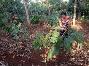 Trồng cây cacao ở Đắk Lắk. (Ảnh: Trần Lê Lâm/TTXVN)