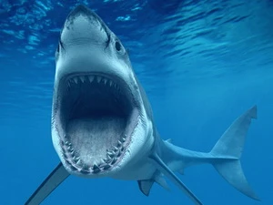 Cá mập trắng khổng lồ. (Nguồn: discovery.com)