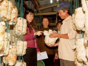 Cán bộ Hội Nông dân Ninh Bình kiểm tra hướng dẫn hộ nông dân ứng dụng khoa học kỹ thuật vào trồng nấm. (Ảnh: Đình Huệ/TTXVN)