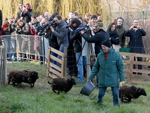 Cừu làm nhiệm vụ cắt cỏ tại Paris. (Nguồn: Reuters)