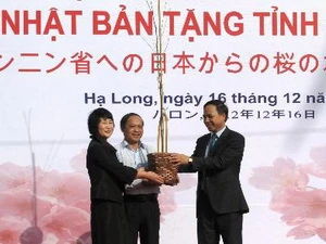 Quảng Ninh tiếp nhận 140 cây Anh Đào do Nhật Bản tặng. (Ảnh: Văn Đức/TTXVN)