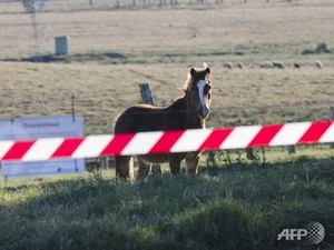 Một con ngựa ở Queensland. (Nguồn: AFP)