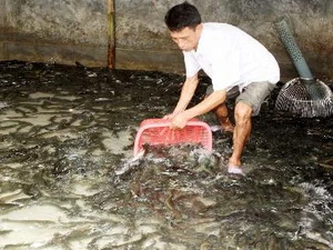 Nuôi cá lóc cho hiệu quả kinh tế cao tại Quảng Xương, Thanh Hóa. (Ảnh: Trần Việt/TTXVN)