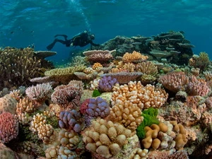 Rạn san hô Great Barrier Reef. (Nguồn: nationalgeographic.com)
