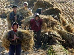 Nông dân Triều Tiên trong vụ thu hoạch mùa màng. (Nguồn: Internet)