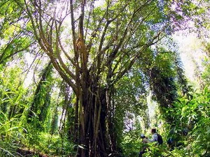 Cây cổ thụ trong Vườn Quốc gia U Minh Hạ. Ảnh minh họa. (Nguồn: Duy Khương/TTXVN)