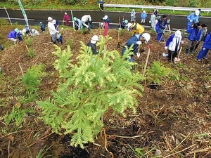 Người dân Tateyama đang trồng cây liễu sam không phấn. (Nguồn: Yomiuri)