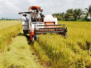 Bà con nông dân huyện Cần Giuộc thu hoạch lúa trên diện tích đất đã bị quy hoạch "treo" trước đây. (Nguồn: qdnd.vn)