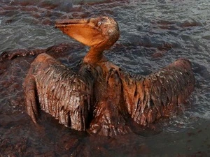“Thủy triều đen” trên vịnh Mexico từng bước phá hủy các hệ sinh thái ven biển (Ảnh: Bikyamasr.com)
