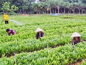 Công nhân Lâm trường Ba Tơ chăm sóc cây giống trong vườn ươm. (Ảnh: Thanh Long/TTXVN