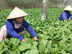 Chăm sóc rau an toàn trong nhà lưới tại quận Hoàng Mai, Hà Nội. (Nguồn: TTXVN)