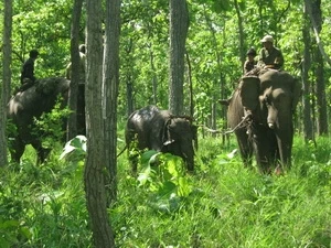 Voi nhà áp tải con voi rừng bị nạn về nơi tập kết để tiến hành chữa trị vết thương. (Ảnh: Việt Dũng/TTXVN)