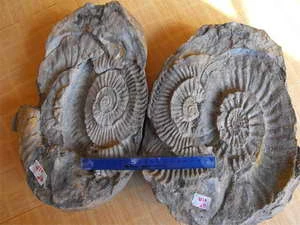 Hoá thạch Cúc đá có niên đại 170-154 triệu năm. (Nguồn: www.vnmn.ac.vn)