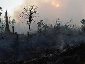 Một điểm cháy rừng tại huyện Kampar, tỉnh Riau trên đảo Sumatra ngày 29/6. (Nguồn: AFP/TTXVN)