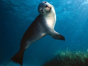 Một con sư tử biển đang chơi đùa trong công viên hải dương Nam Australia.( Ảnh: Marine Life Society of South Australia)