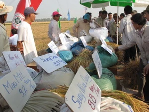 Áp dụng kỹ thuật tiên tiến giúp Campuchia trở thành một nước xuất khẩu gạo. (Ảnh: Xuân Khu/Vietnam+) 