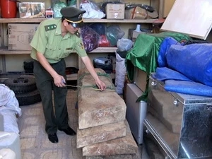 Gỗ sưa bắt được cùng thời điểm vụ triệt hạ 3 cây sưa cổ thụ ở Phong Nha-Kẻ Bàng tháng 4/2012. (Ảnh: Mạnh Thành/Vietnam+)