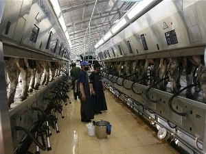 Dây chuyền vắt sữa hiện đại tại trại bò giống Mộc Châu. Ảnh minh họa. (Ảnh: CTV)