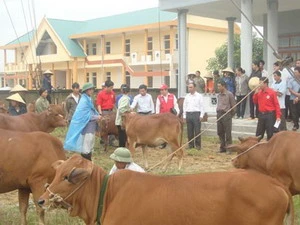 Đại diện Trung ương Hội Chữ thập đỏ Việt Nam trao 25 con bò giống cho hộ nghèo ở Hà Tĩnh. (Nguồn: redcross.org.vn)