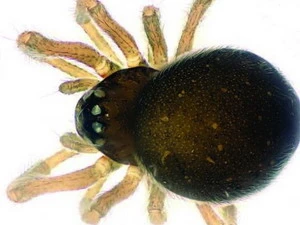 Loài nhện Mysmenidae wawuensis. (Nguồn: wired.com)