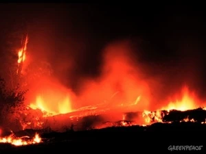 Cháy rừng ở Sumatra. (Nguồn: greenpeace.org)
