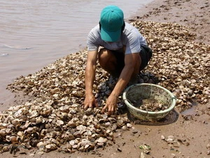 Ảnh minh họa. (Ảnh: Lê Sơn/Vietnam+)