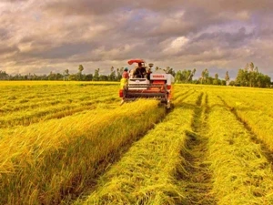 Nông nghiệp là một trong những lĩnh vực ưu tiên trong hoạt động tài trợ ODA của EU. (Nguồn: TTXVN)