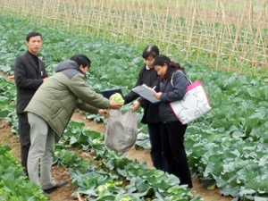 Thanh tra Cục Bảo vệ Thực vật lấy mẫu rau để kiểm tra dư lượng thuốc bảo vệ thực vật tại Thanh Trì (Hà Nội). (Ảnh: Trung Hiền/Vietnam+)