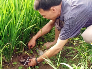 Với chiếc bẫy chuột không cần mồi, lão nông Trần Quang Thiều đã có nguồn thu nhập đáng kể. (Ảnh: Trung Hiền/Vietnam+)