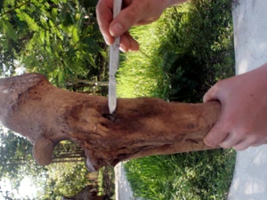 Vị trí viên đạn được tìm thấy trong xương chân của tê giác. (Nguồn: WWF Việt Nam)