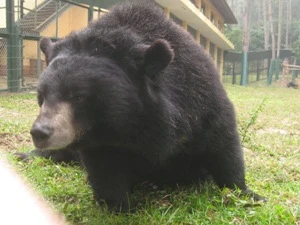 Việc các cá thể gấu con được sinh ra trong môi trường nuôi nhốt, sẽ khiến “ngành công nghiệp mật gấu” kéo dài. (Ảnh: Hùng Võ/Vietnam+) 