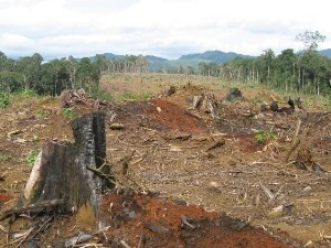 Chuyển đổi rừng nghèo kiệt sang trồng cao su ở Lâm Đồng. (Ảnh: Hùng Võ/Vietnam+)