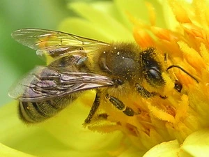 Ong mật sẽ tuyệt chủng vì điện thoại di động?