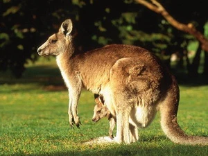 Biểu tượng quốc gia của Australia bị coi là "cái gai" trong mắt nhiều nông dân.