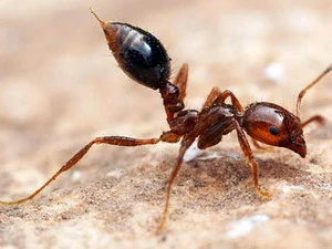 Loài kiến cũng có "phân cấp địa vị" trong xã hội