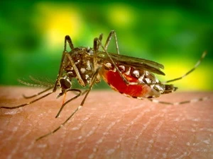 Virus Tây sông Nile là căn bệnh lây lan do muỗi nhiễm bệnh truyền sang người. Ảnh minh họa. (Nguồn: forbes)