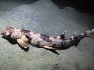Loài cá mập "biết đi" mới. (Nguồn: channelnewsasia.com)