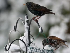 Những bất thường ở loài chim sẽ giúp cảnh báo sớm nguy cơ biến đổi khí hậu. (Ảnh minh họa: Getty Images)