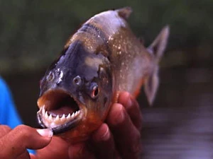 Cá piranha. (Nguồn: Getty Images)