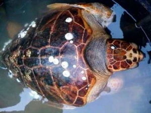 Con rùa này có tên khoa học là Cretta Caretta. (Nguồn: Internet) 