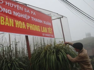 Cây địa lan đang giúp cuộc sống của người dân Sa Pa đi lên. (Nguồn: news.go.vn)