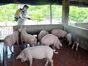 Phum thuốc khử trùng, tiêu độc chuồng trại cho một hộ chăn nuôi lợn. (Ảnh: Quang Quyết/TTXVN)