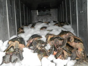 Bắt quả tang xe đông lạnh chở 1 tấn rùa biển quý hiếm 