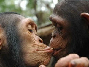 Hai con tinh tinh đang an ủi nhau. (Ảnh: help-primates.org)