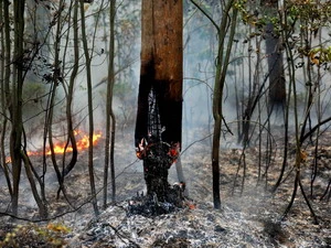 Cháy rừng tại làng Zdorovie, cách thủ đô Mátcơva 60km về phía Đông ngày 10/8. (Nguồn: AFP/TTXVN)