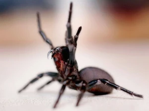 Loài nhện mới có thể nhảy tới vật thể ở gần nó. (Nguồn: Getty)