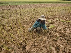 Người nông dân Campuchia trồng lúa trên mảnh đất khô hạn ở tỉnh Kampong Speu. (Nguồn: AP) 