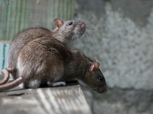 Bão Sandy đã nhấn chìm rất nhiều chuột ở nhà ga tàu điện ngầm, còn nhiều con chuột khác thì chạy lên trên mặt đất. (Nguồn: Shutterstock) 