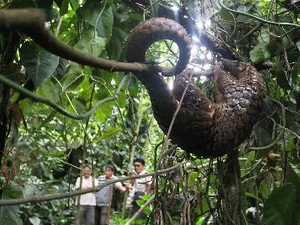 Một trong các con tê tê sau khi tịch thu được trả về với thiên nhiên tại khu rừng ở Karo, Indonesia. (Nguồn: AFP/TTXVN)