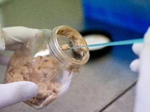 Xét nghiệm ADN nhằm phát hiện thịt ngựa giả bò tại một phòng xét nghiệm ở Đức hồi tháng Hai. (Nguồn: AFP/TTXVN)